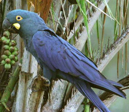 Anodorhynchus leari